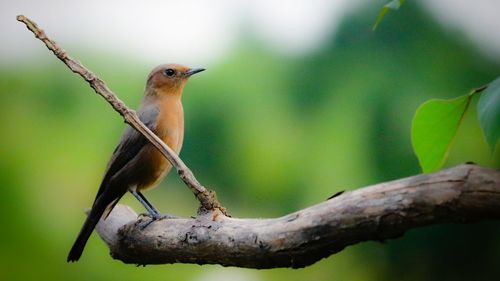 Close-up of bird perching on branch