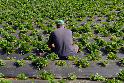 Rear view of a man with plants