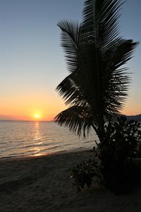 Silhouette palm tree by sea against sky during sunset