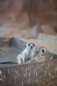 Meerkat looking away