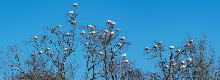 Low angle view of flowering plants against clear blue sky