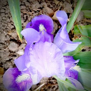 Close-up of purple flowers