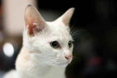 Close-up of a cat looking away