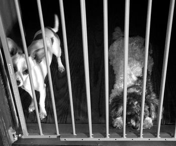 Cat looking away in cage