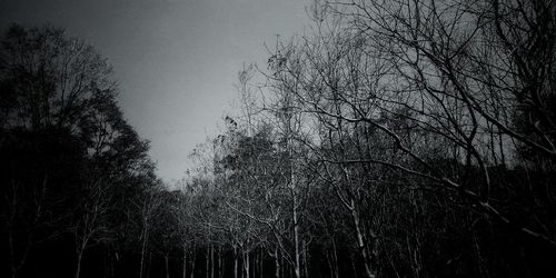 Low angle view of silhouette trees against sky in forest