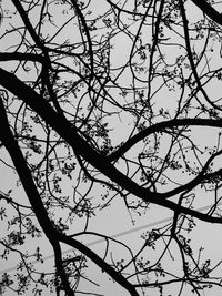 Low angle view of silhouette bare tree against sky