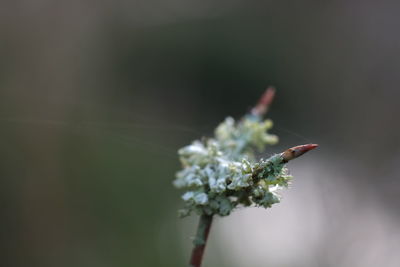 Close-up of white flowering plant