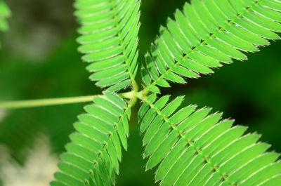 Close-up of fern leaves