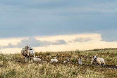 View of sheep on field against sky