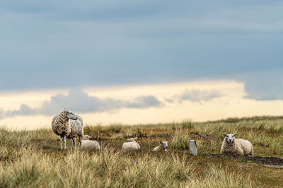 View of sheep on field against sky