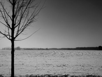 Bare trees on landscape