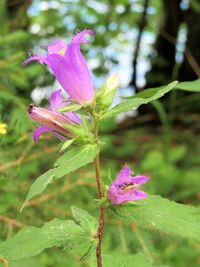 Close-up of flowers