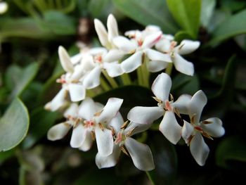 Close-up of white flowers