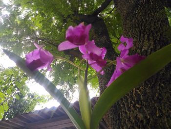 Close-up of pink flowers