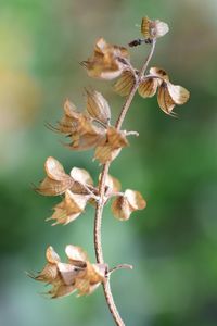 Close-up of wilted plant