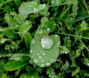 Close-up of water drops on leaves