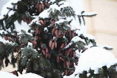 Close-up low angle view of snowed plants