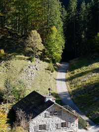 High angle view of trees in forest