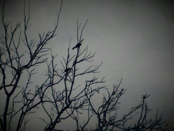 Low angle view of bare trees against sky