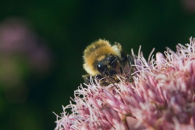 Close-up of bee on flower