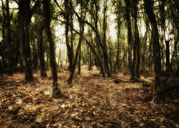 Trees in forest