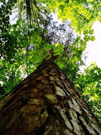 Low angle view of tree trunk against sky