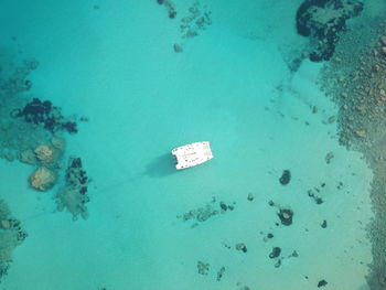 High angle view of fishes swimming in sea