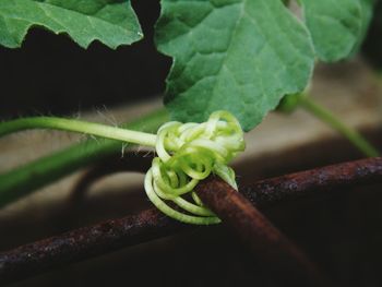 Close-up of plant