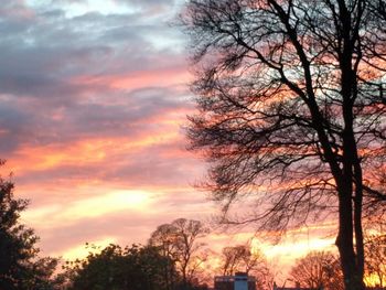 Silhouette of trees at sunset