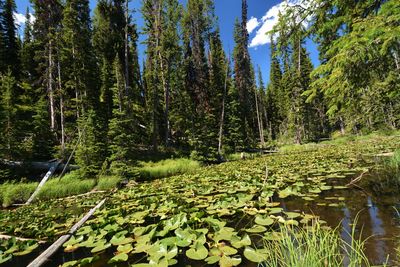 Scenic view of lake amidst trees in forest