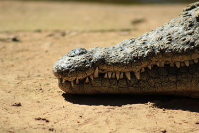 Close-up of a turtle