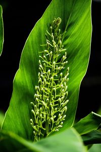 Close-up of green plant