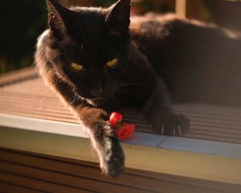 Portrait of cat relaxing at home