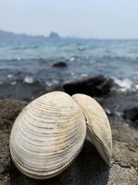 Close-up of seashell on beach