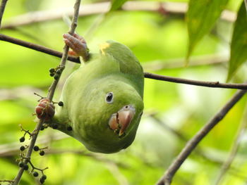 Close-up parrot of fruit on tree