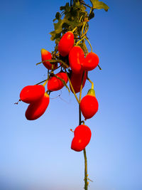 Low angle view of red berries against blue sky