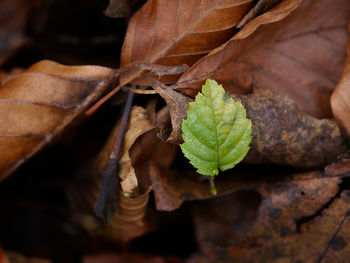 leaf