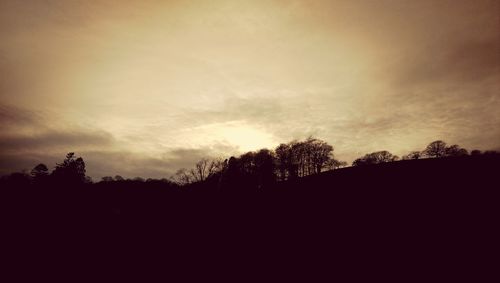 Silhouette of trees at sunset