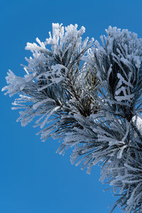 Close-up of snow covered pine tree against blue sky