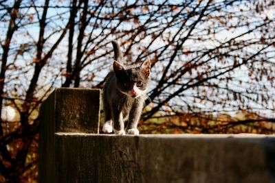 Cat walking on ledge