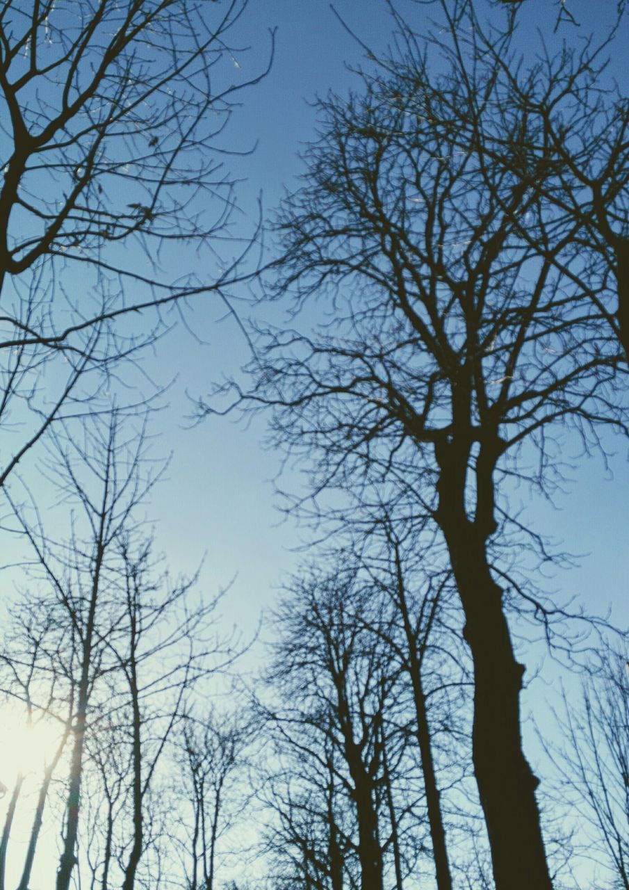 LOW ANGLE VIEW OF TREES AGAINST CLEAR SKY