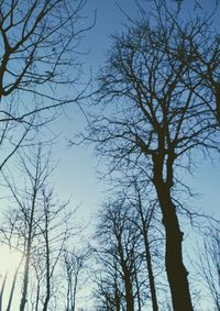 Low angle view of bare trees against clear sky