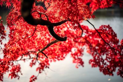 Low angle view of autumn tree against sky