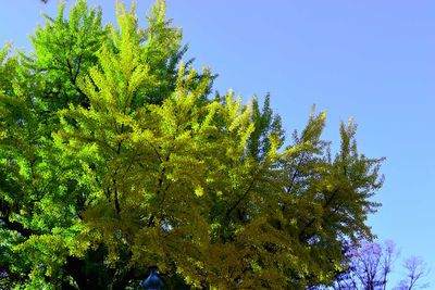 Low angle view of trees against clear blue sky