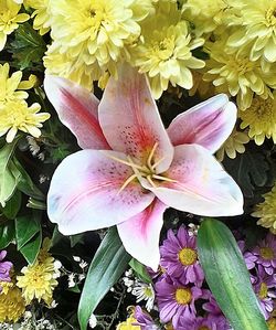 Close-up of flower blooming outdoors