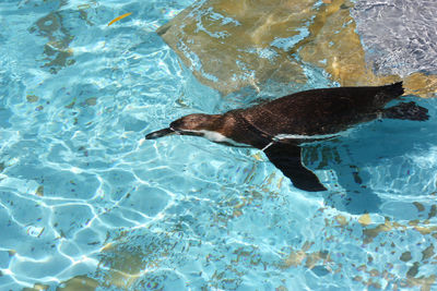 High angle view of turtle in swimming pool