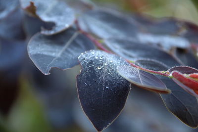 Close-up of wet flower