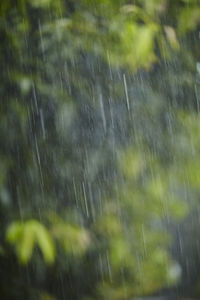 Full frame shot of wet raindrops on plant