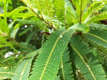 Close-up of green leaf on plant