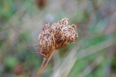 Close-up of dried plant on field